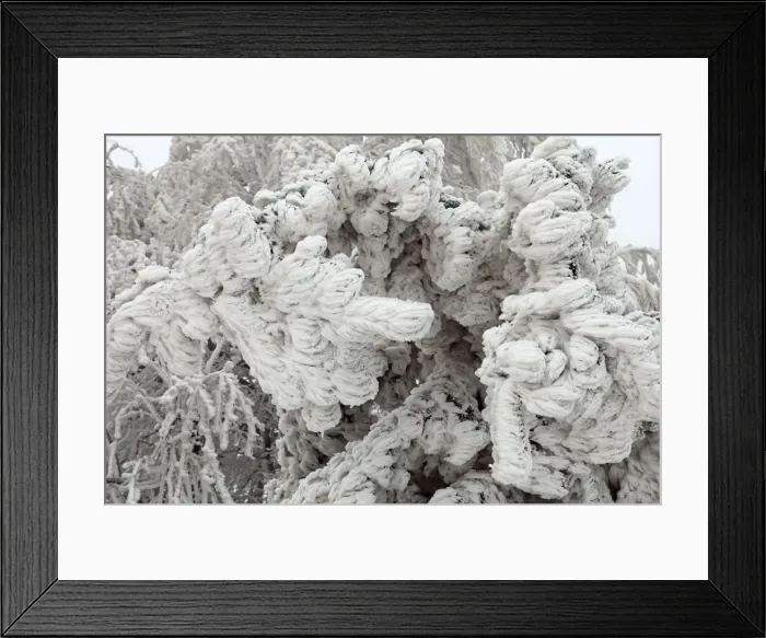 Framed Print : White Frost and Snow covered Trees - Ore Mountains - Germany Framed Print : White Frost and Snow covered Trees - Ore Mountains - Germany