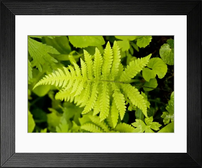 Framed Print : Beech Fern - in shady woodland Framed Print : Beech Fern - in shady woodland