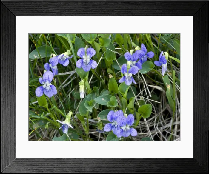 Framed Print : Heath Dog-violet - in flower
