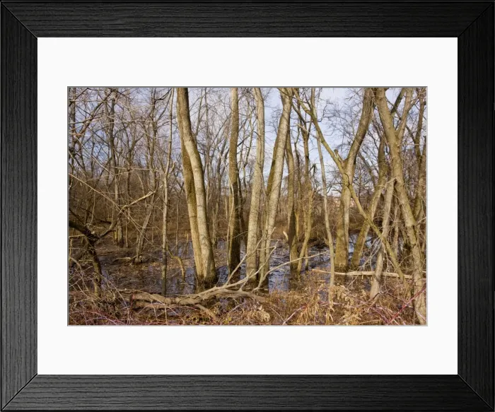 Framed Print : Valley woodland of Eastern Cottonwood / Poplar trees along the Mohawk River, near Albany, New York State Framed Print : Valley woodland of Eastern Cottonwood / Poplar trees along the Mohawk River, near Albany, New York State