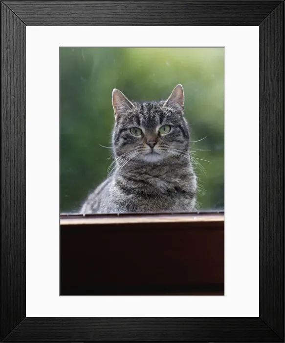 Framed Print : Cat - looking through house window from outside - Lower Saxony - Germany Framed Print : Cat - looking through house window from outside - Lower Saxony - Germany