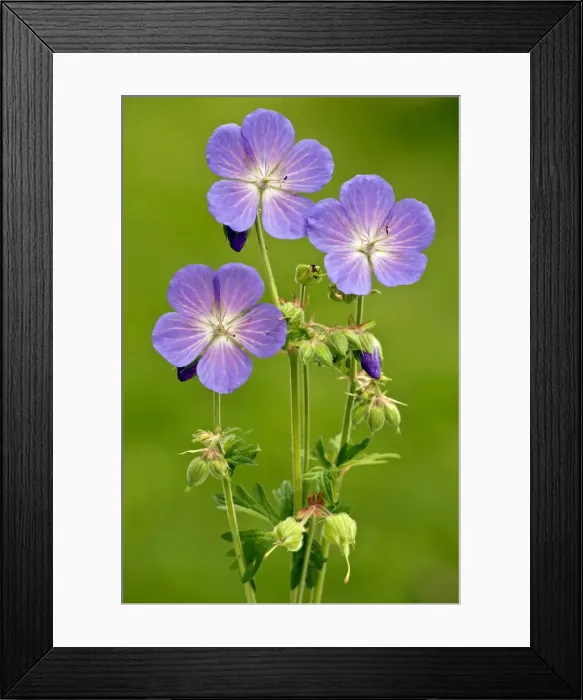Framed Print : Meadow Cranesbill Geranium pratense - in flower