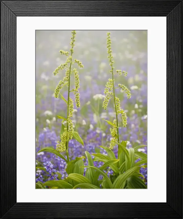 Framed Print : Green Corn Lily / Green False Hellebore - Mount Rainier National Park, Washington, USA, North America Framed Print : Green Corn Lily / Green False Hellebore - Mount Rainier National Park, Washington, USA, North America