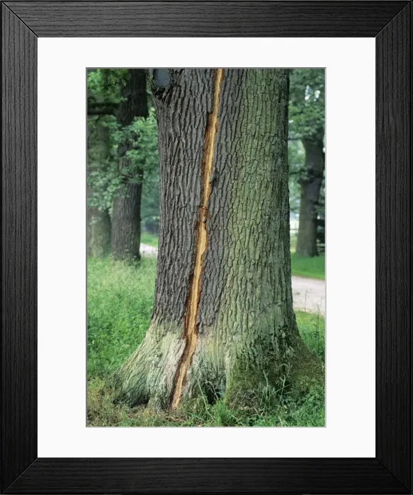Framed Print : Oak Tree - lightning strike on stem of mature tree, Lower Saxony, Germany Framed Print : Oak Tree - lightning strike on stem of mature tree, Lower Saxony, Germany
