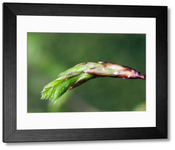 Framed Print : European Beech - leaves Alsace France Framed Print : European Beech - leaves Alsace France