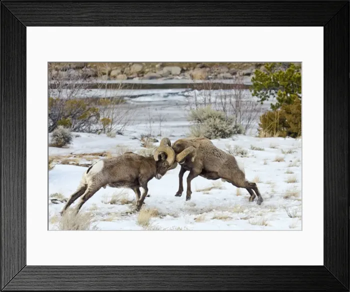 Framed Print : Rocky Mountain Bighorn Sheep - rams fighting / head butting during fall rut - in Autumn snow - Rocky Mountains - Wyoming - USA _E7C2697 Framed Print : Rocky Mountain Bighorn Sheep - rams fighting / head butting during fall rut - in Autumn snow - Rocky Mountains - Wyoming - USA _E7C2697
