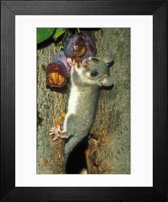 Framed Print : Edible Doormouse USH 310 Eating plums Glis glis © Duncan Usher / ardea. com Framed Print : Edible Doormouse USH 310 Eating plums Glis glis © Duncan Usher / ardea. com