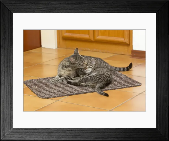 Framed Print : Cat - mother licking kitten in kitchen - Lower Saxony - Germany Framed Print : Cat - mother licking kitten in kitchen - Lower Saxony - Germany