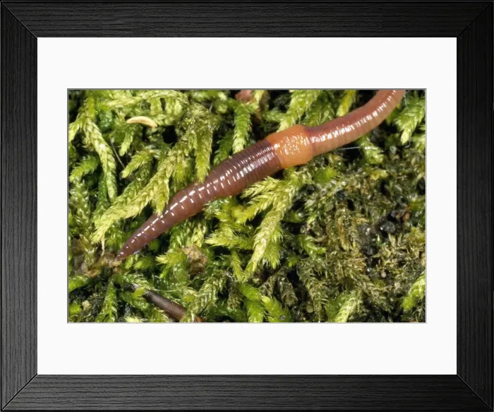 Framed Print : Earthworm - showing clitellum Framed Print : Earthworm - showing clitellum