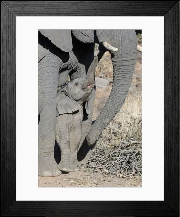 Framed Print : African Elephant - juvenile seeking protection with mother - Entabeni Game Reserve - South Africa Framed Print : African Elephant - juvenile seeking protection with mother - Entabeni Game Reserve - South Africa