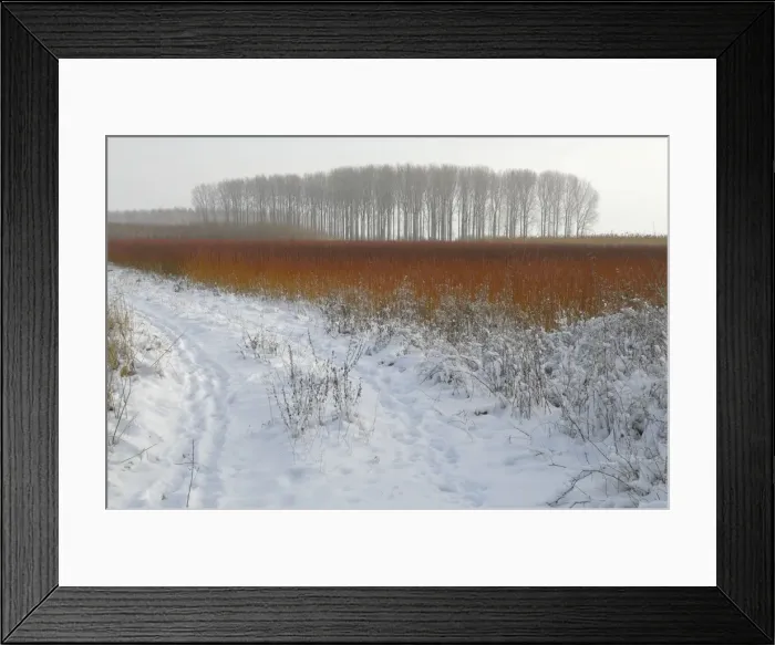 Framed Print : red colouring willow twigs in snowy landscape Framed Print : red colouring willow twigs in snowy landscape