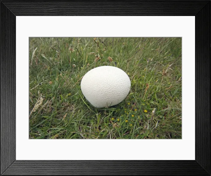 Framed Print : Giant Puff Ball - growing on pasture land, Island of Texel, Holland Framed Print : Giant Puff Ball - growing on pasture land, Island of Texel, Holland