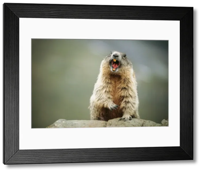 Framed Print : European / Alpine Marmot USH 163 Calling out danger signal Marmota marmota © Duncan Usher / ARDEA LONDON Framed Print : European / Alpine Marmot USH 163 Calling out danger signal Marmota marmota © Duncan Usher / ARDEA LONDON