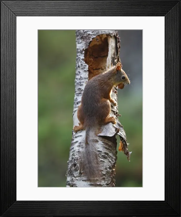 Framed Print : Red Squirrel. Scottish Moor - Aviemore - Scotland Framed Print : Red Squirrel. Scottish Moor - Aviemore - Scotland