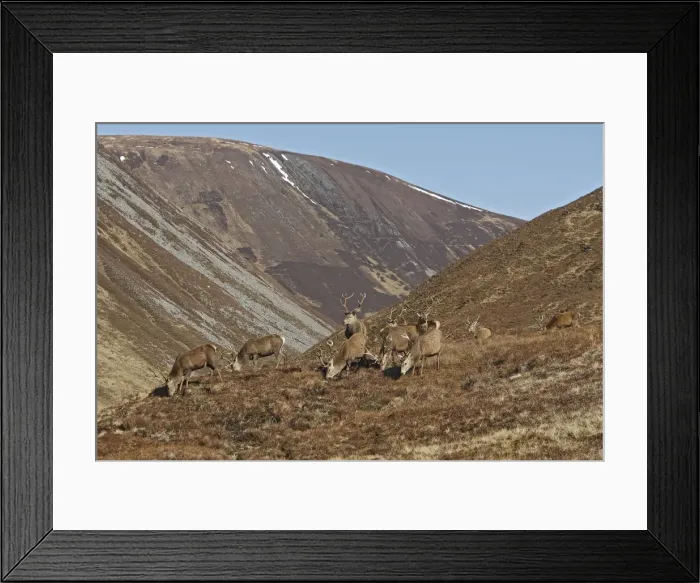 Framed Print : Red Deer - male. Scottish Moor - Aviemore - Scotland Framed Print : Red Deer - male. Scottish Moor - Aviemore - Scotland