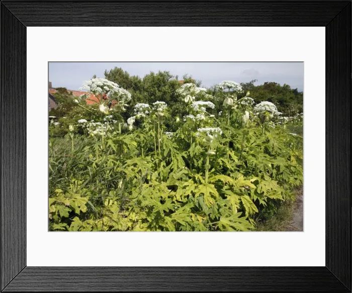Framed Print : Giant Hogweed - growing on the edge of country lane, Island Texel, Holland Framed Print : Giant Hogweed - growing on the edge of country lane, Island Texel, Holland