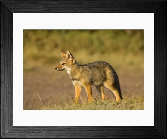 Framed Print : Patagonian Fox / Argentine Gray Fox / Argentine Grey Fox / South American Gray Fox / South American Grey Fox / Chilla - young fox standing in pampa in late evening light - Reserva Faunistica Peninsula Valdes - UNESCO World Heritage Site - Atlantic Framed Print : Patagonian Fox / Argentine Gray Fox / Argentine Grey Fox / South American Gray Fox / South American Grey Fox / Chilla - young fox standing in pampa in late evening light - Reserva Faunistica Peninsula Valdes - UNESCO World Heritage Site - Atlantic