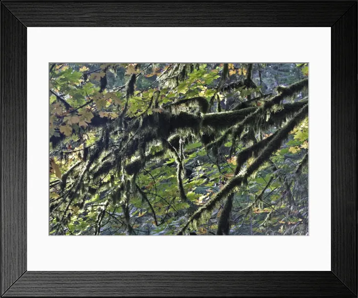 Framed Print : Temperate rainforest - lichen. Cathedral Grove Princess Royal Island - British Columbia - Canada Framed Print : Temperate rainforest - lichen. Cathedral Grove Princess Royal Island - British Columbia - Canada