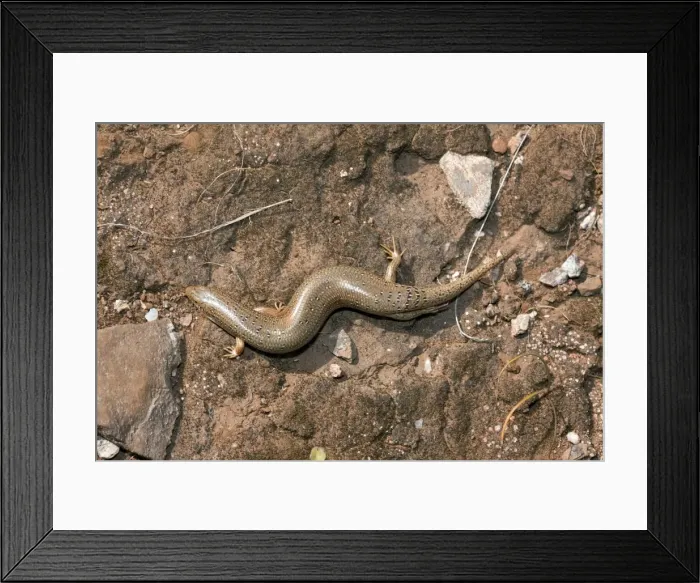Framed Print : Ocellated skink - near Cape Sounio - Greece Framed Print : Ocellated skink - near Cape Sounio - Greece