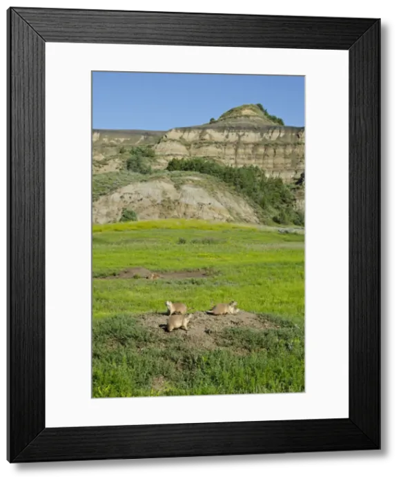 Framed Print : Black-tailed Prairie Dog - town / colony - summer - Theodore Roosevelt National Park - North Dakota _E7B2327 Framed Print : Black-tailed Prairie Dog - town / colony - summer - Theodore Roosevelt National Park - North Dakota _E7B2327