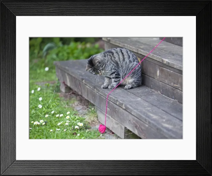 Framed Print : Cat - playing with ball of wool in garden - Lower Saxony - Germany Framed Print : Cat - playing with ball of wool in garden - Lower Saxony - Germany