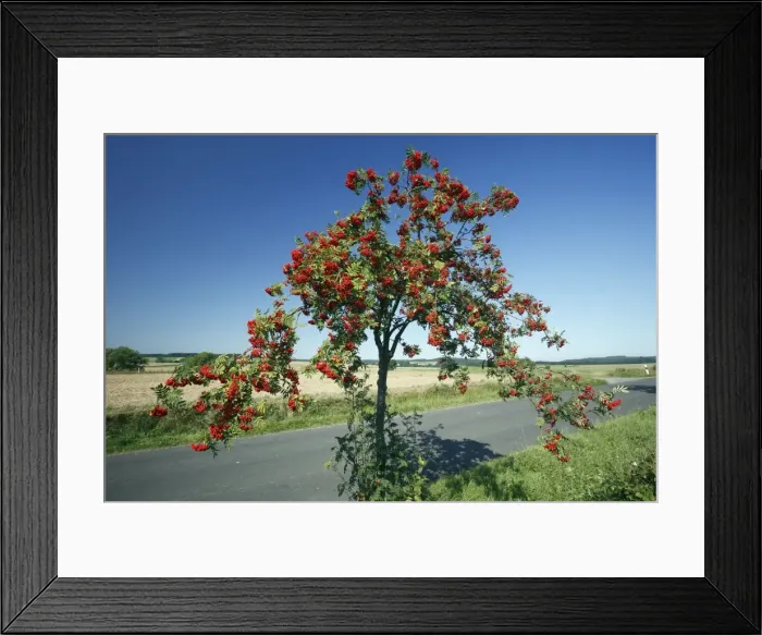 Framed Print : Rowan / Mountain Ash - ripened berries on roadside tree, Lower Saxony, Germany Framed Print : Rowan / Mountain Ash - ripened berries on roadside tree, Lower Saxony, Germany
