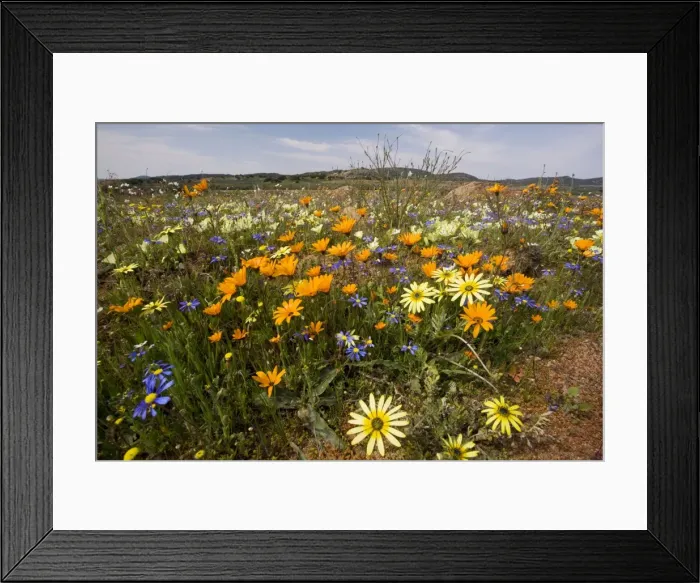 Framed Print : Spring flowers including Arctotis fastuosa (orange), Ursinia speciosa (yellow) and Felicia (blue) in the Kamiesberg mountains, Namaqualand, South Africa Framed Print : Spring flowers including Arctotis fastuosa (orange), Ursinia speciosa (yellow) and Felicia (blue) in the Kamiesberg mountains, Namaqualand, South Africa