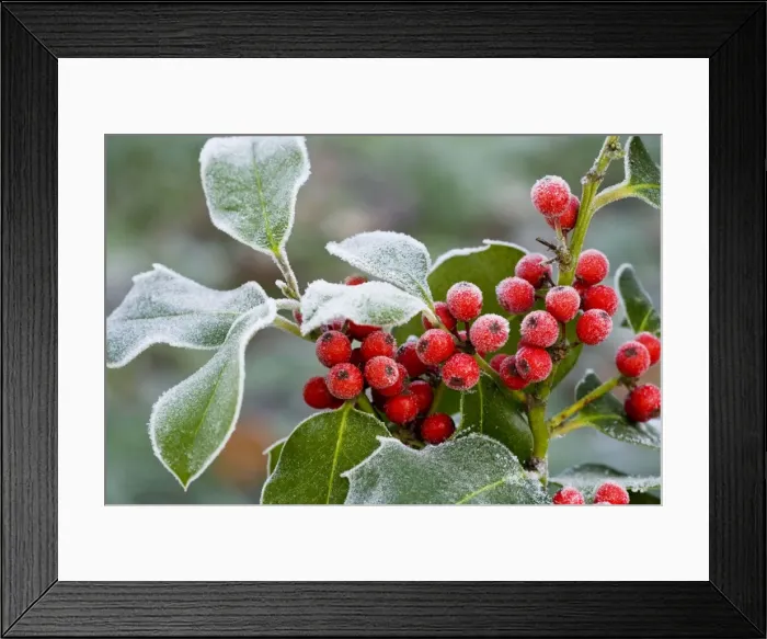 Framed Print : Holly Berries - covered with hoar frost - midwinter - Dorset - UK Framed Print : Holly Berries - covered with hoar frost - midwinter - Dorset - UK