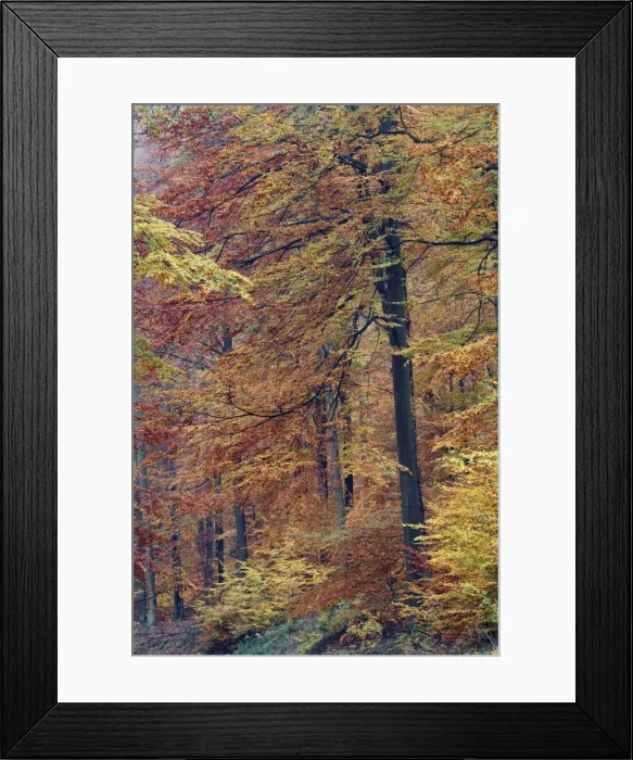 Framed Print : Beech Forest - in autumn colour - Bramwald - Lower Saxony - Germany Framed Print : Beech Forest - in autumn colour - Bramwald - Lower Saxony - Germany