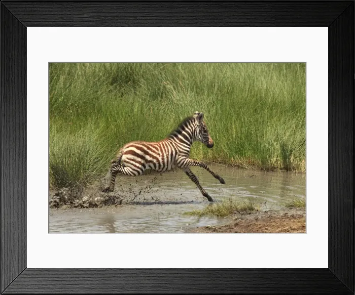 Framed Print : Grant's Zebra - young crossing a river - Serengeti NP - Tanzania Framed Print : Grant's Zebra - young crossing a river - Serengeti NP - Tanzania