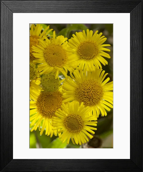 Framed Print : Common Fleabane - in flower Framed Print : Common Fleabane - in flower