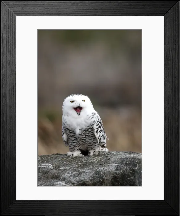 Framed Print : Snowy Owl - resting on rock calling Framed Print : Snowy Owl - resting on rock calling