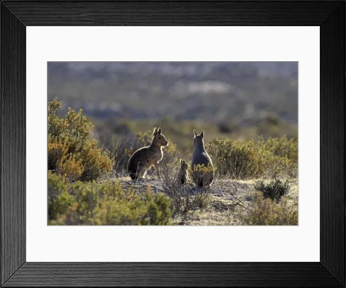 Framed Print : Patagonian Mara - family - South America, Argentina, Patagonia Framed Print : Patagonian Mara - family - South America, Argentina, Patagonia