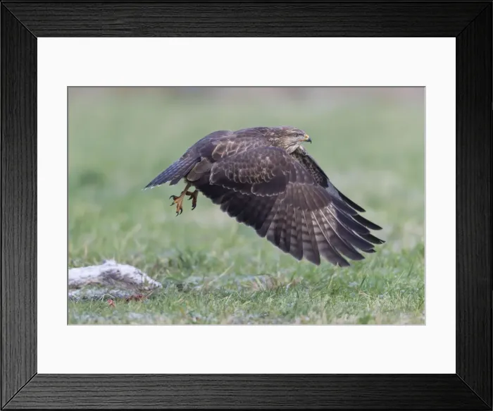 Framed Print : Common Buzzard - in flight taking off from field - Lower Saxony - Germany Framed Print : Common Buzzard - in flight taking off from field - Lower Saxony - Germany