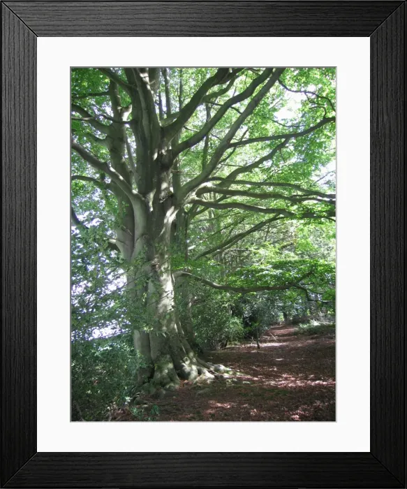 Framed Print : Beech Trees - on wooodland boundary bank - on the Weald - Sussex - UK Framed Print : Beech Trees - on wooodland boundary bank - on the Weald - Sussex - UK