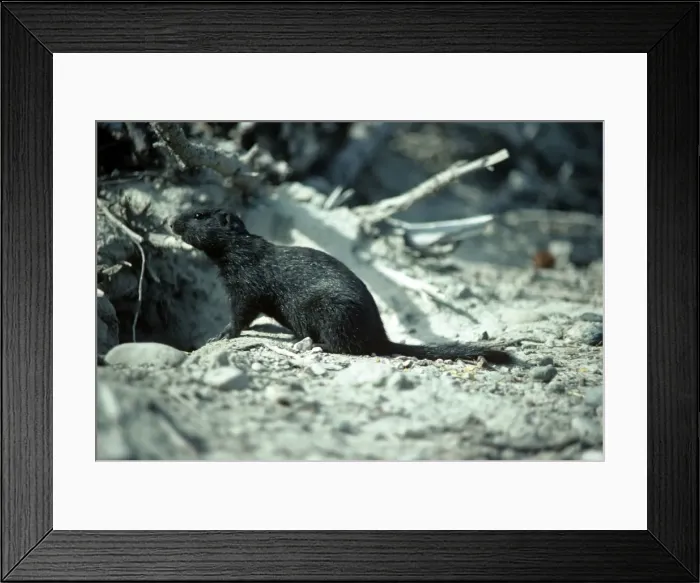 Framed Print : Arctic Ground Squirrel Framed Print : Arctic Ground Squirrel