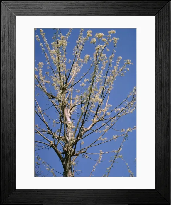 Framed Print : Moringa Oleifera - also known as Horseradish Tree and Drumstick Tree - a nutritious drought resistant tree - it's pods leaves seeds and flowers can be eaten - yeilds oil for lighting
