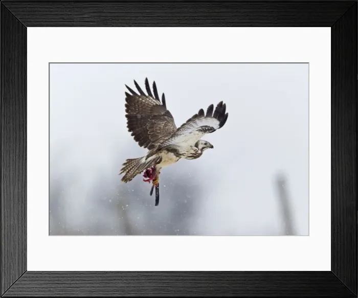 Framed Print : Common Buzzard - in flight with carrion in talons - Lower Saxony - Germany Framed Print : Common Buzzard - in flight with carrion in talons - Lower Saxony - Germany