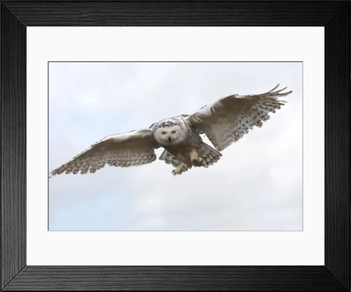Framed Print : Snowy Owl - in flight Framed Print : Snowy Owl - in flight