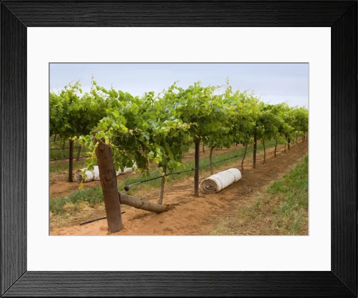 Framed Print : Grape-growing area - a grapevine plantation in which grapes are grown. The outlets of the watering system are visible, because without water from the Murray nothing would grow here in the middle of the desert - Mildura, Victoria, Australia Framed Print : Grape-growing area - a grapevine plantation in which grapes are grown. The outlets of the watering system are visible, because without water from the Murray nothing would grow here in the middle of the desert - Mildura, Victoria, Australia