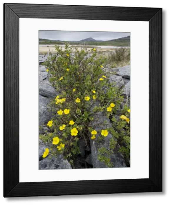 Framed Print : Shrubby Cinquefoil - growing in limestone pavement at Mullagh Mor, the Burren, Eire Framed Print : Shrubby Cinquefoil - growing in limestone pavement at Mullagh Mor, the Burren, Eire