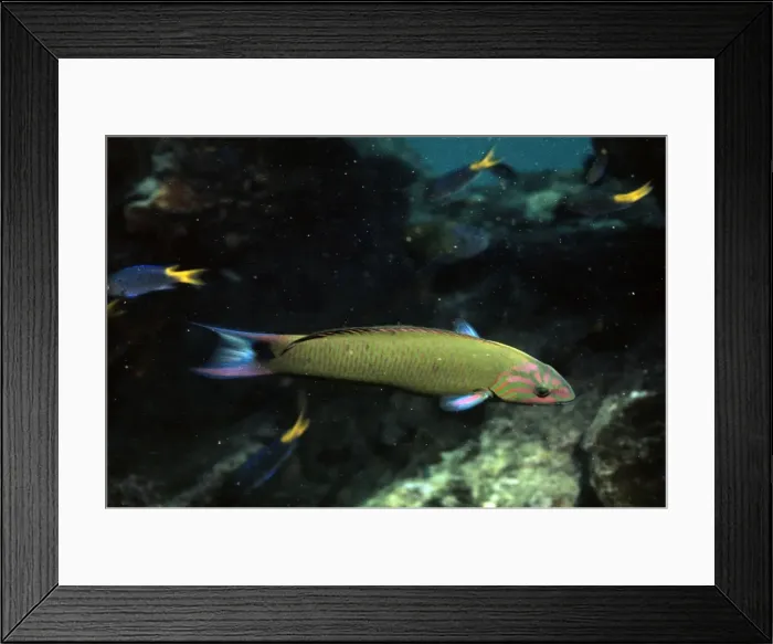 Framed Print : Cleaner Fish Framed Print : Cleaner Fish