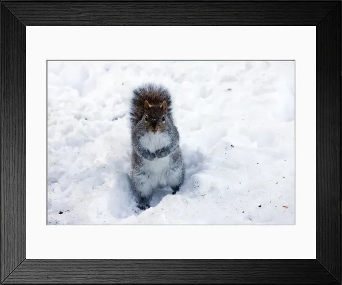 Framed Print : Grey Squirrel - on snow - in the Public Gardens at Christmas - Boston Ma - USA Framed Print : Grey Squirrel - on snow - in the Public Gardens at Christmas - Boston Ma - USA