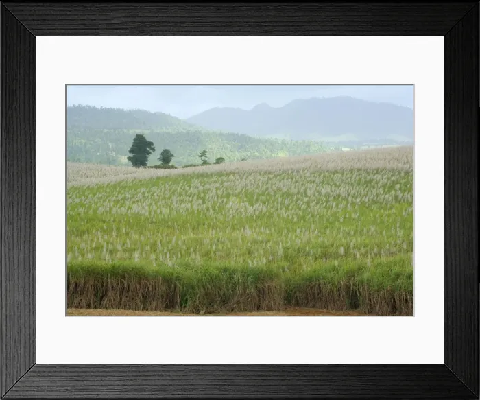 Framed Print : Sugarcane - huge fields of sugarcane are spread all over the Wet Tropics. This field is about to be harvested - Atherton Tablelands, Queensland, Australia Framed Print : Sugarcane - huge fields of sugarcane are spread all over the Wet Tropics. This field is about to be harvested - Atherton Tablelands, Queensland, Australia