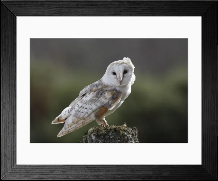 Framed Print : Barn Owl - on post Framed Print : Barn Owl - on post