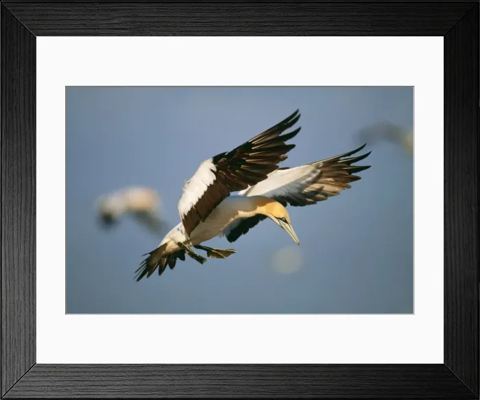 Framed Print : Cape Gannet VAN 182 In flight. Bird Island, Eastern Cape Province, South Africa. Sula capensis © Ingrid van den Berg / ardea. com Framed Print : Cape Gannet VAN 182 In flight. Bird Island, Eastern Cape Province, South Africa. Sula capensis © Ingrid van den Berg / ardea. com