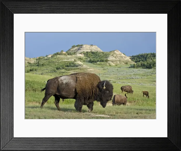 Framed Print : American Bison - bull - Northern Great Plains - Theodore Roosevlet National Park - North Dakota - USA _E7B2817 Framed Print : American Bison - bull - Northern Great Plains - Theodore Roosevlet National Park - North Dakota - USA _E7B2817