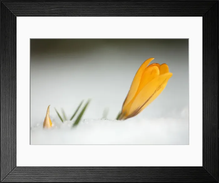 Framed Print : Crocus - single yellow blossom flowering in snow - springtime - lower Saxony - Germany Framed Print : Crocus - single yellow blossom flowering in snow - springtime - lower Saxony - Germany