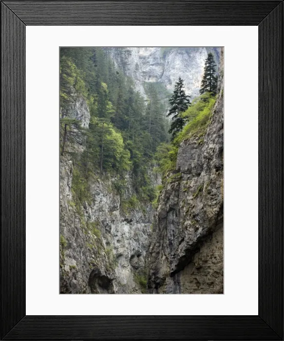 Framed Print : Precipitous limestone cliffs - with spruces trees on a misty day in the Trigrad gorge - Rhodopi Mountains - Bulgaria Framed Print : Precipitous limestone cliffs - with spruces trees on a misty day in the Trigrad gorge - Rhodopi Mountains - Bulgaria