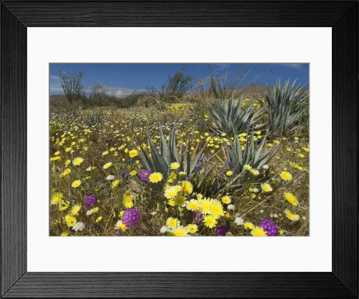 Framed Print : Desert Dandelions, Sand Verbenas (Abronia villosa), Ocotilos (Fouquieria splendens), Century Plants and Wild Heliotrope in spring - (Phacelia distans), (Agave parryi), Anza Borrego Desert State Park - California - USA Framed Print : Desert Dandelions, Sand Verbenas (Abronia villosa), Ocotilos (Fouquieria splendens), Century Plants and Wild Heliotrope in spring - (Phacelia distans), (Agave parryi), Anza Borrego Desert State Park - California - USA